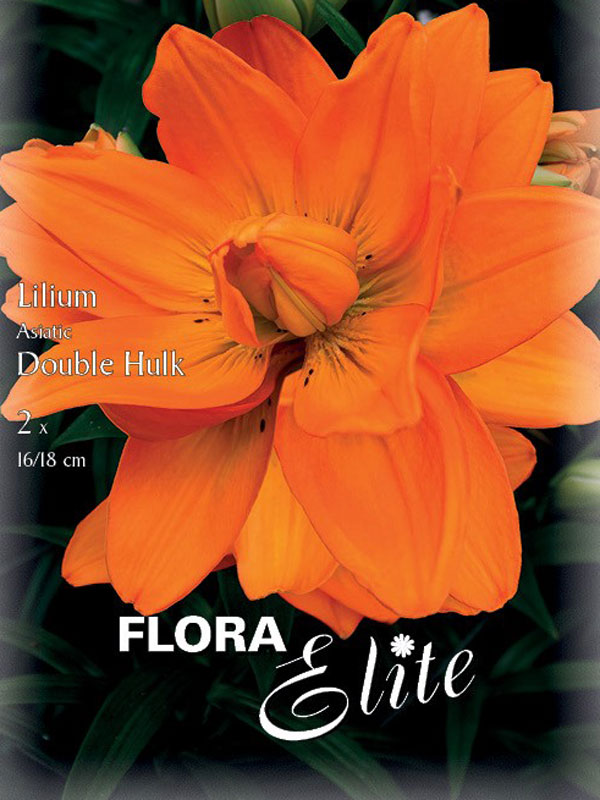 Gefüllte Asiatische Lilien-Hybride 'Hulk'