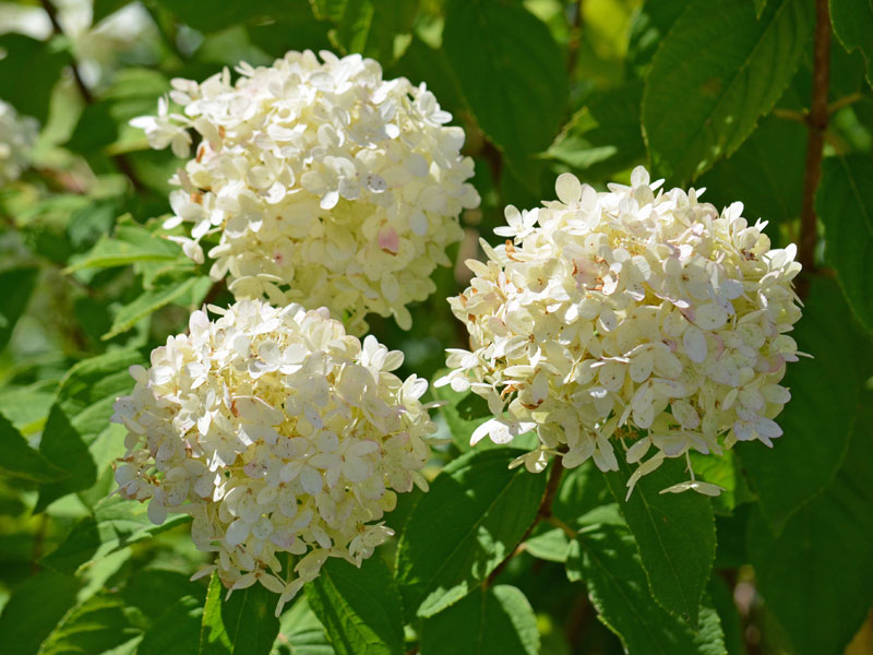 Hortensie Hydrangea Limelight in der Sonne
