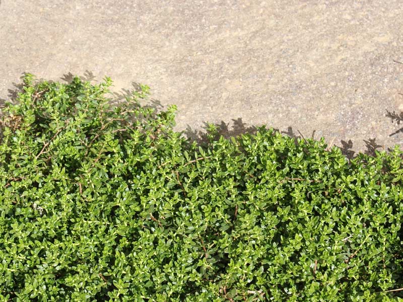 Bruchkraut neben einen Stein gepflanzt