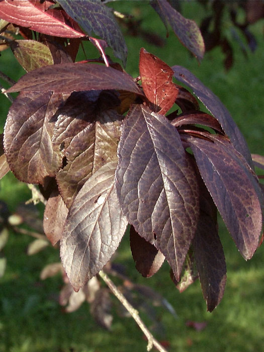 blutpflaume-hollywood-blatt Blatt Zwerg-Blutpflaume