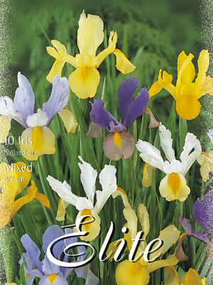 iris_holl_mix555994cce7aa1 Iris hollandica, Mischung, Schwertlilie (Art.Nr. 521590)