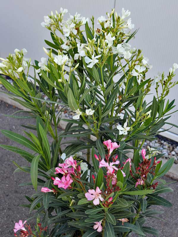 Nahaufnahme der weissen und rosa Blueten des Oleander Bicolor