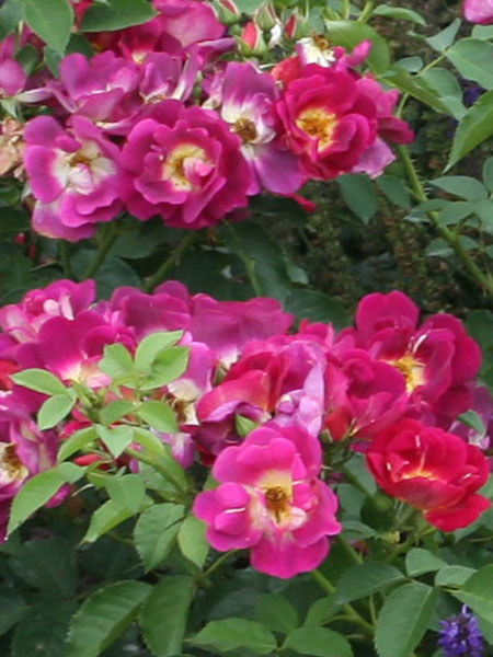 rose-weg-der-sinne-2 Blüten der Rose Weg der Sinne