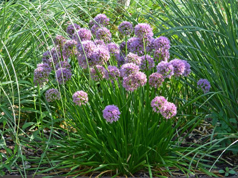 Allium Millenium Wuchs Allium Millenium Wuchs