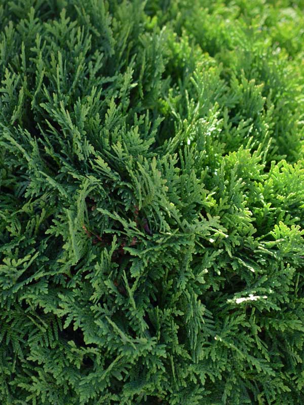 Nahaufnahme der Zwerg-Kugel-Thuja Danica