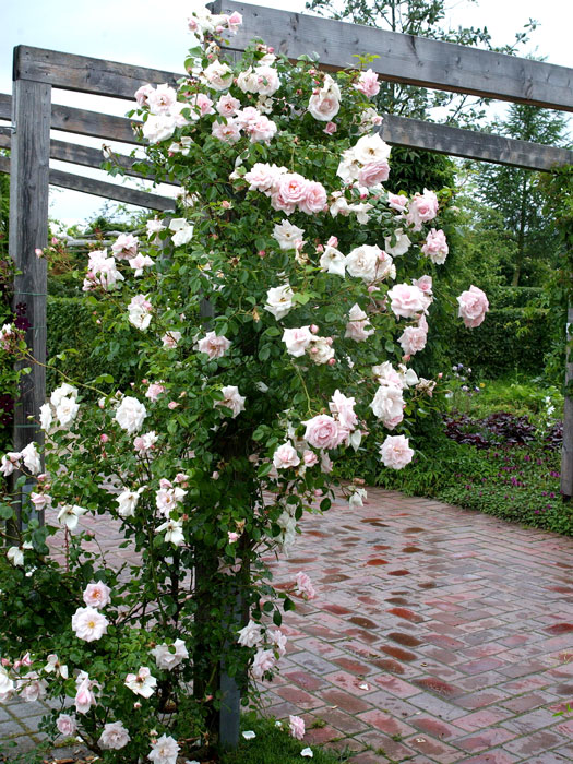 rose-new-dawn-strauch55599b4892f1b Strauch der Rose New Dawn