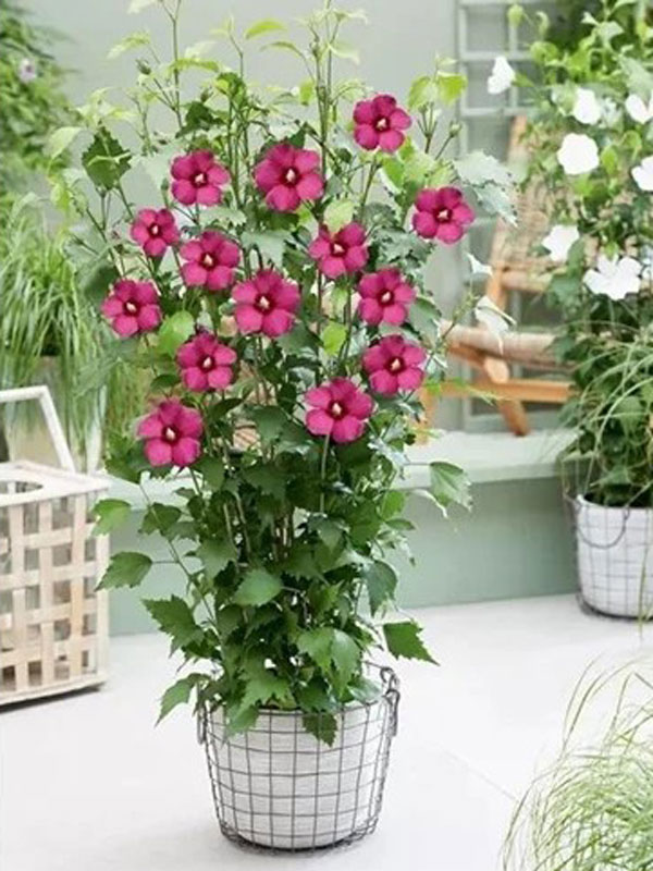 Hibiskus 'Flower Tower Ruby' im Kübel Hibiskus 'Flower Tower Ruby' in einem Kübel