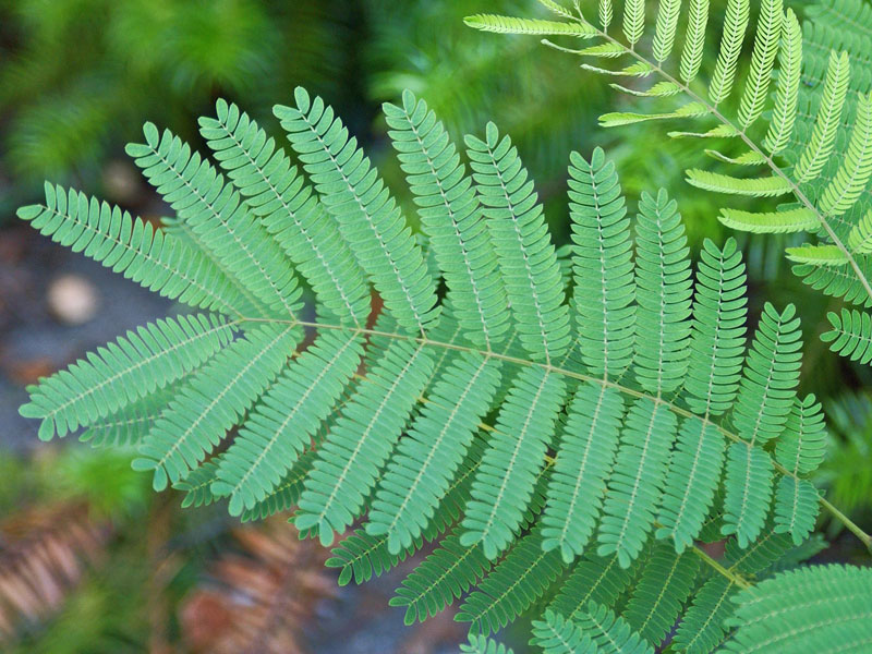 Nahaufnahme des Laubblatts eines Albizia julibrissin