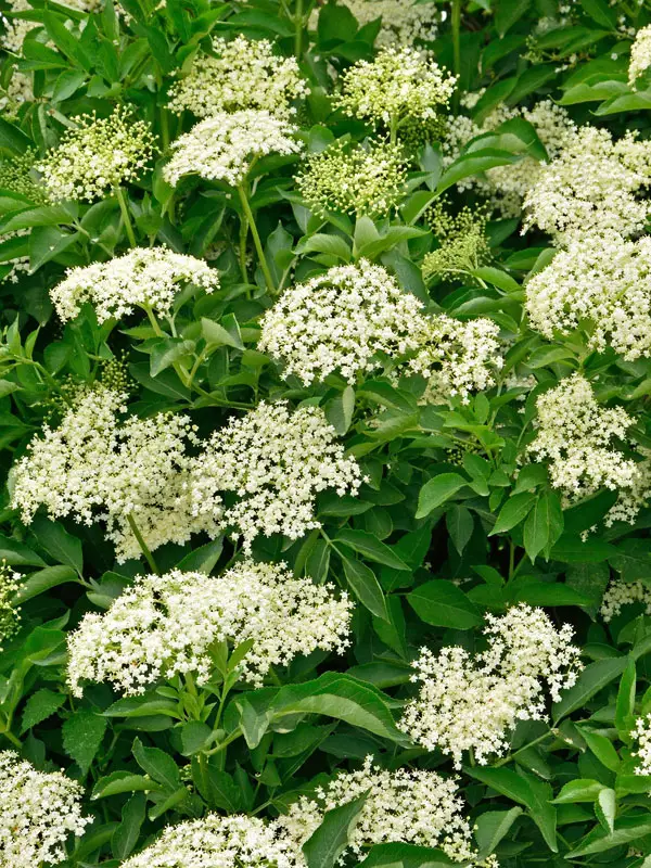 Porträtbild der Holunderblüten Portraetbild der Sambucus nigra Blueten