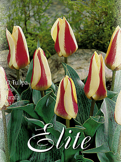 tulpe_tarafa_81525_0 Greigii-Tulpe 'Tarafa' (Art.Nr. 595784)
