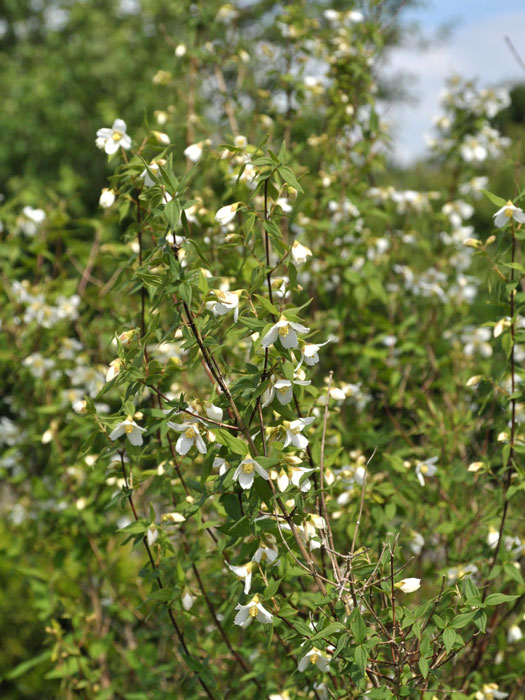 philadelphus-erectus Pfeifenstrauch Erectus Hecke