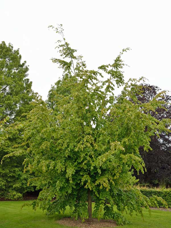 Ausgewachsener Eisenholzbaum Hochstamm