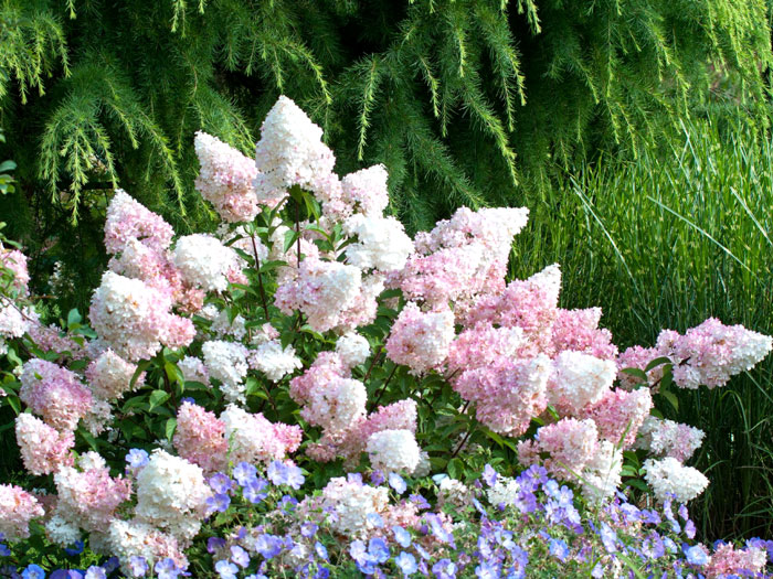 hortensie-vanille-fraise Hydrangea paniculata 'Vanille-Fraise'®