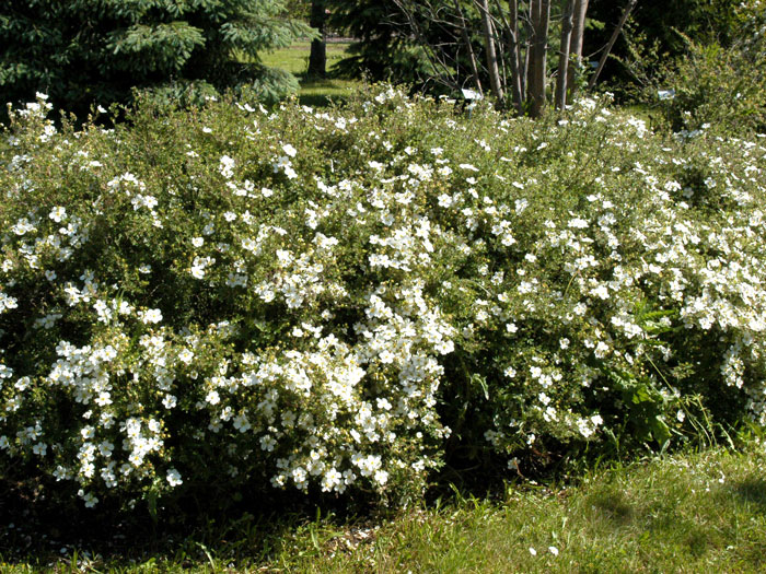 potentilla-abbotswood Fünffingerstrauch Abbotswood Hecke
