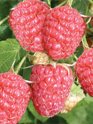 aroma_queen_j1 Herbsthimbeere 'Aroma Queen' ®