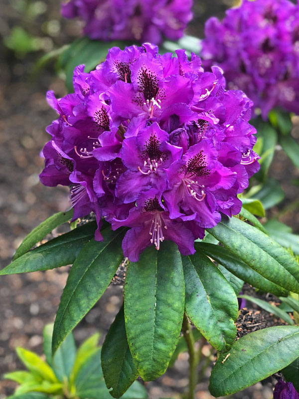 Rhododendron Azurro Bluete