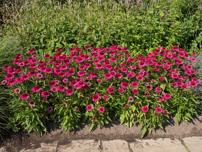 Mehrere Echinacea 'Delicious Candy' in einem Beet