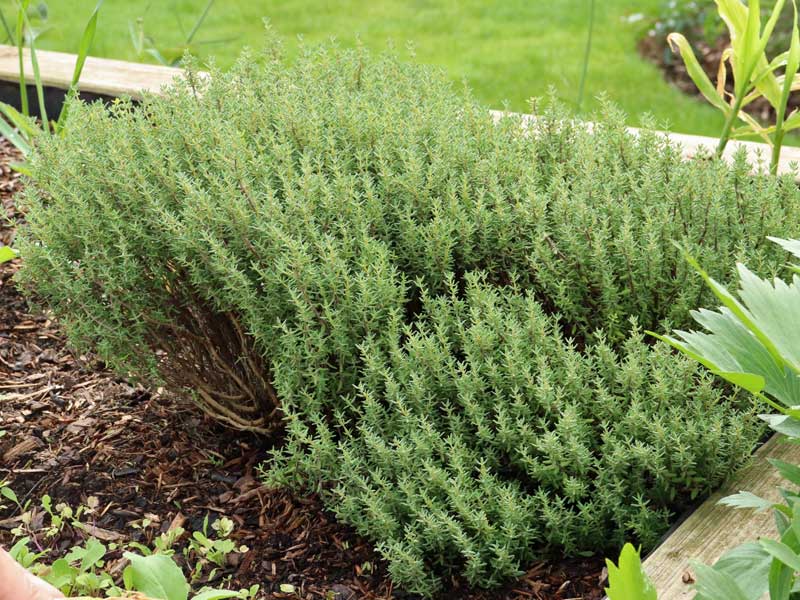 Thymus vulgaris im Hochbeet