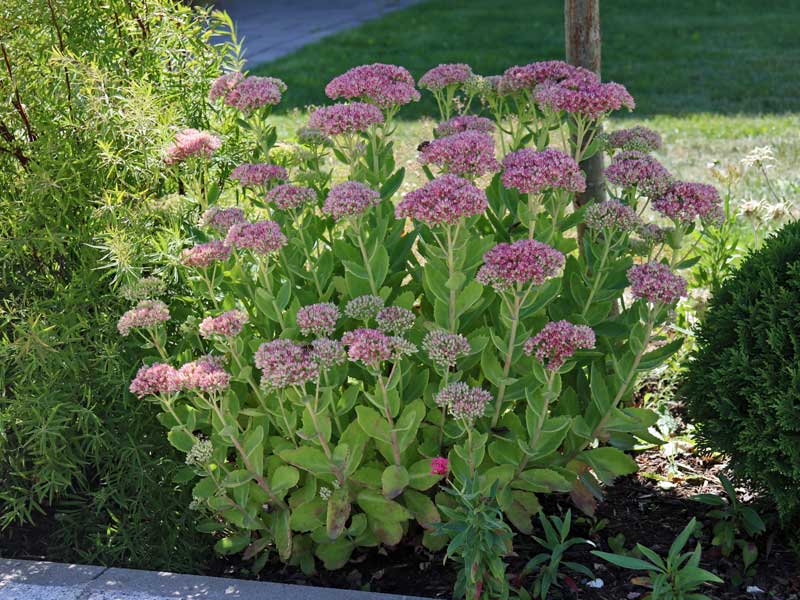Sedum Herbstfreude im Beet
