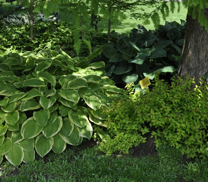Beet unter einem Baum im lichten Schatten