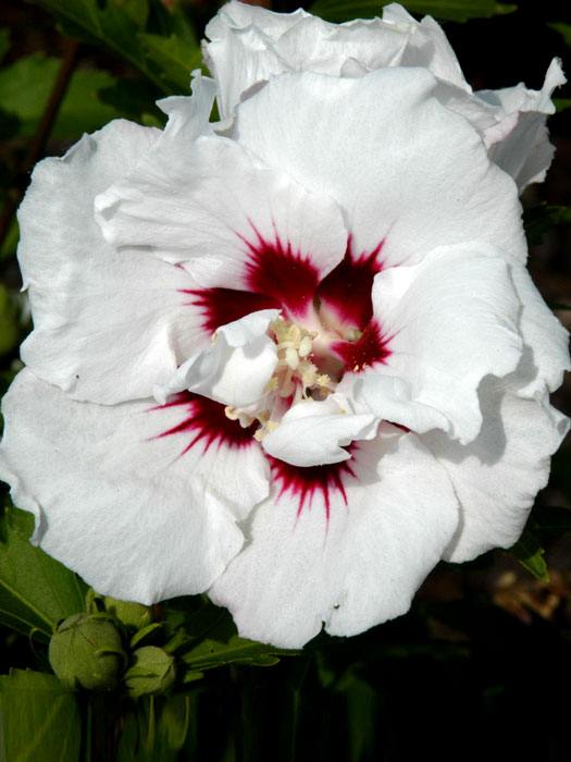 hibiskus-speciosus Hibiscus syriacus 'Speciosus', Hibiskus, Garteneibisch