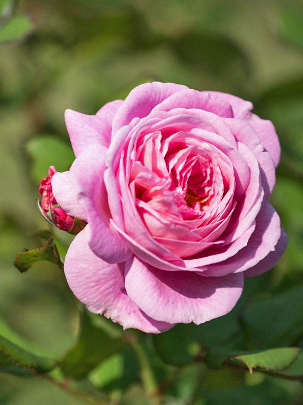 Blüte Rose Rosengräfin Marie Henriette Bluete Rose Rosengraefin Marie Henriette