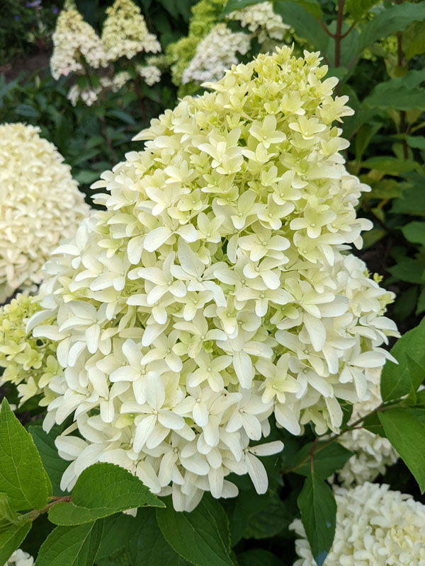 Hydrangea paniculata 'Bobo', Rispenhortensie Hydrangea paniculata 'Bobo', Rispenhortensie
