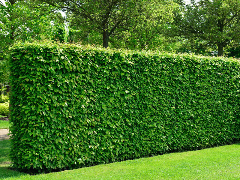 hainbuchen-hecke-carpinus Hainbuche Heckenpflanze