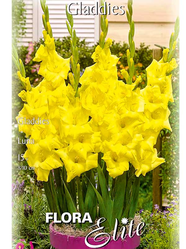 Kurzstielige Gladiole - Gladdies 'Luna'