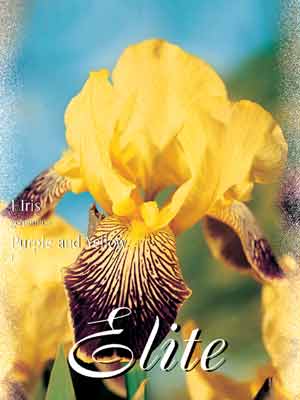 iris_purple_gelb Schwertlilie 'Purple and Yellow', Iris germanica (Art.Nr. 521566)