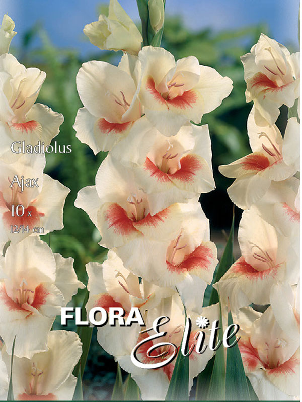 Großblumige Gladiole 'Ajax'