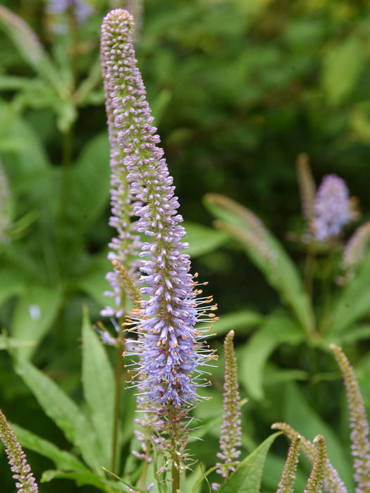 Veronicastrum virginicum, Kandelaber-Ehrenpreis