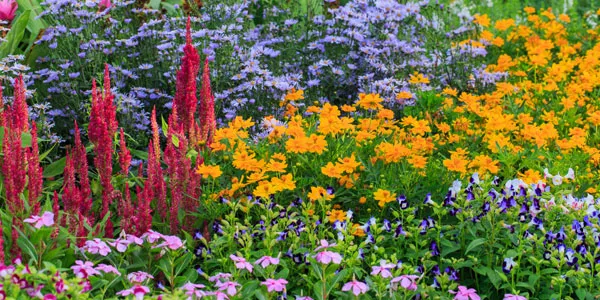 Zur Staudenkategorie