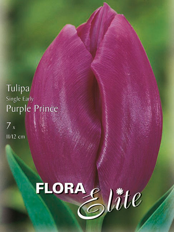 Einfache frühe Tulpe Purple Prince purpur