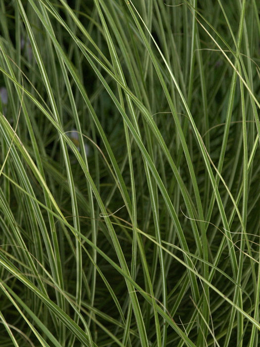 miscanthus-morning-light Miscanthus sinensis 'Morning Light' (M), Weißbuntes China-Schilf