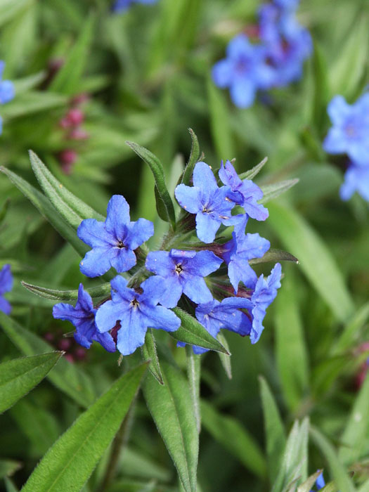 lithospermum-purpureocaerul Zarte Blüte des purpurblauen Steinsame