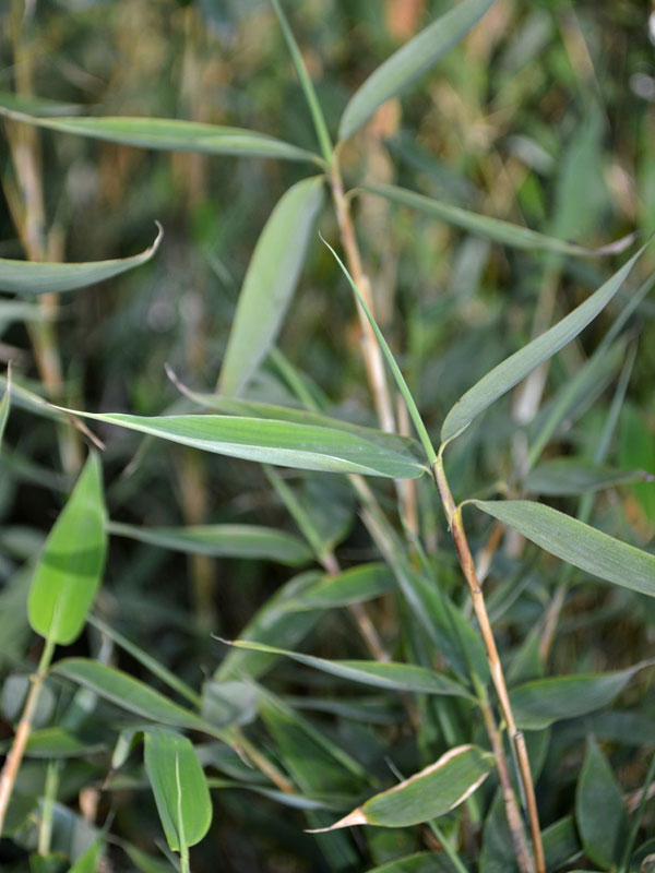 Nahaufnahme des Blattes des Bambus Maasai