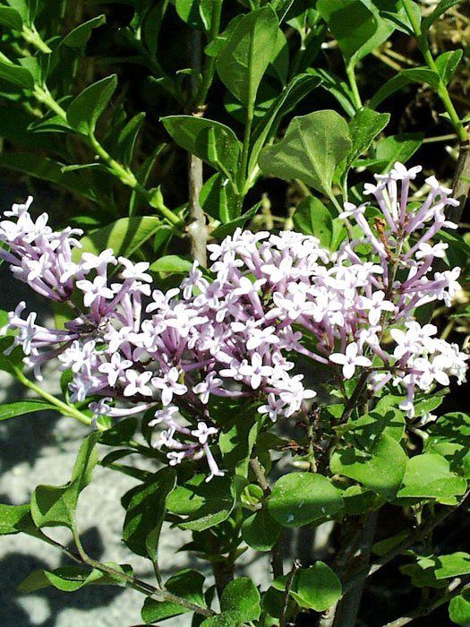 syringa-palibin-bluete Zwerg-Fllieder Palibin