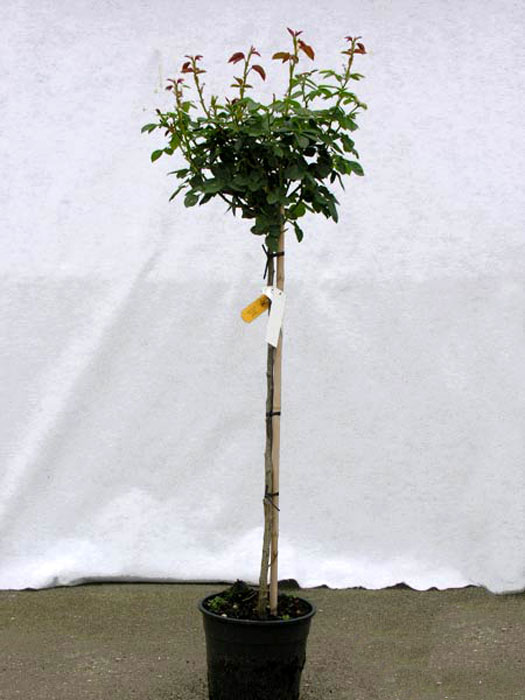 rosenstamm-rotilia Lieferqualität  der Rose Rotilia