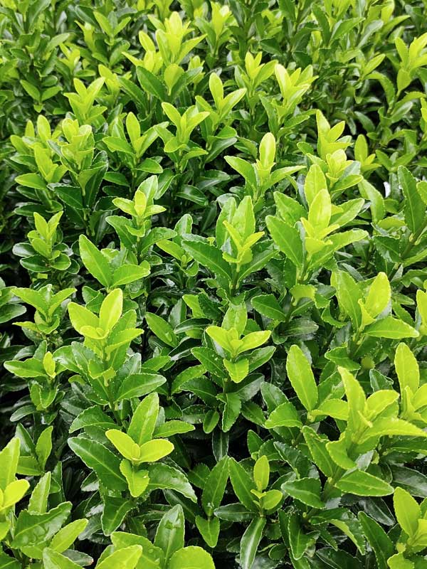 Euonymus japonicus Green Empire