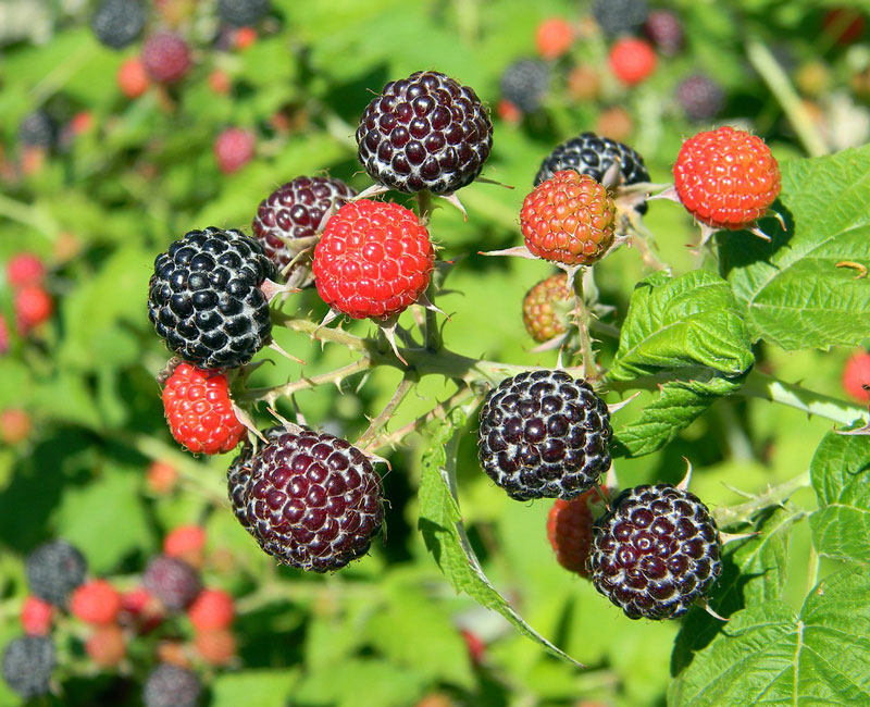 himbeere-black-jewel Sommerhimbeere 'Black Jewel'