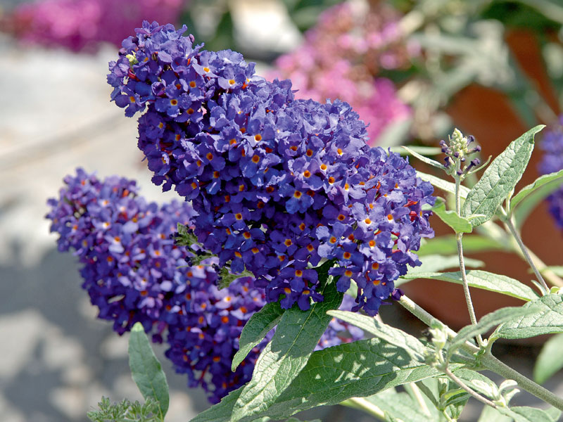 Buddleja Buzz-Hybride Midnight Nahaufname Bluete