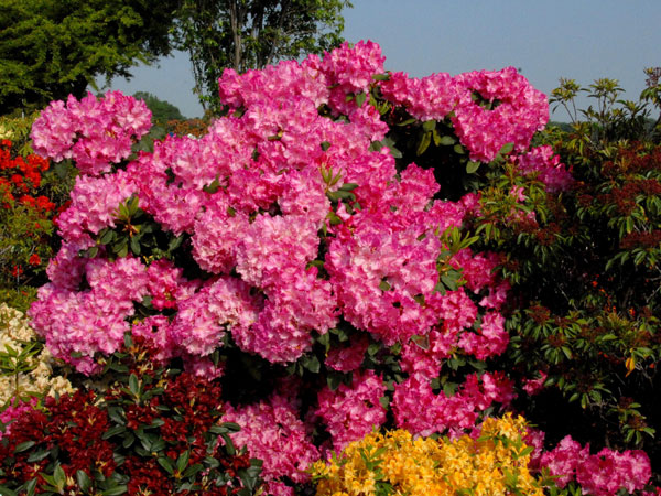 rhodo-anastasia Rhododendron 'Anastasia'