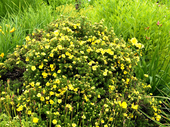 hachmanns-gigant Potentilla Hachmanns Gigant Solitärstrauch