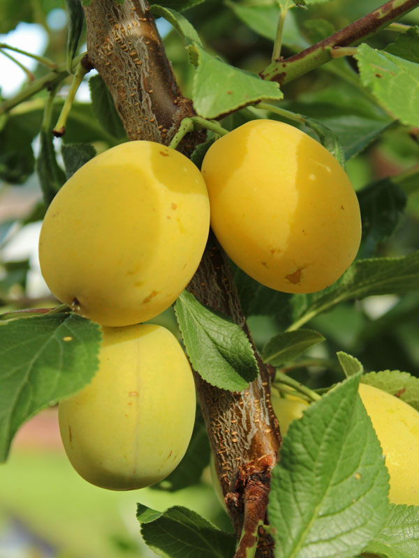 Fruechte der Prunus domestica Aprimira am Baum