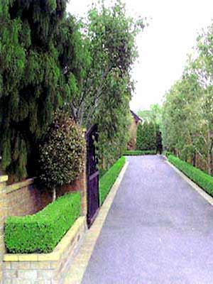 lonicera_nitida_hecke_j2 Einfassungshecke Lonicera nitida Elegant