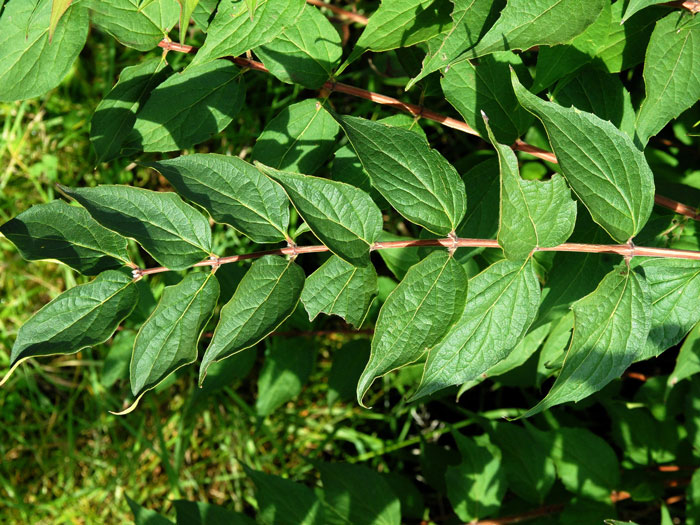 kolkwitzia-amabilis Laub Perlmuttstrauch