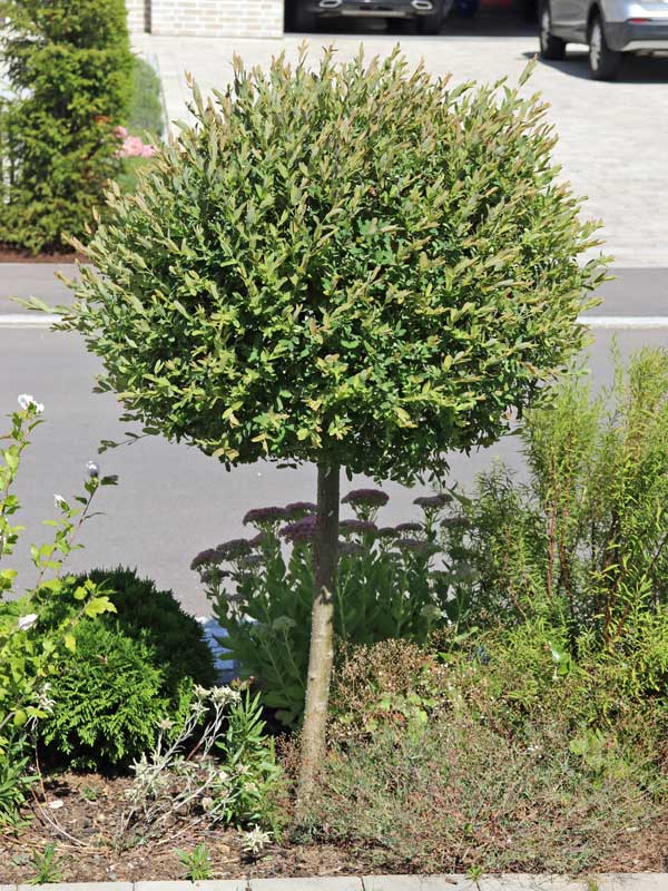 Zierstamm Hakuro Nishiki im Beet Zierstamm Hakuro Nishiki im Beet