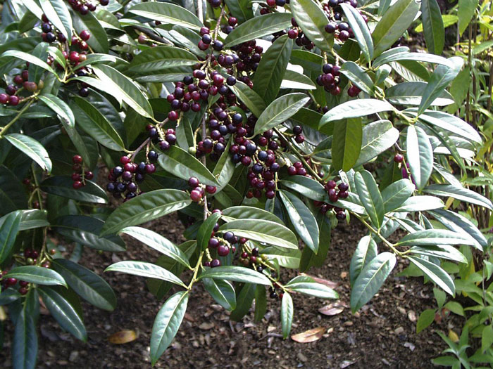otto-luyken-beeren Kirschlorbeer Otto Luyken Beeren