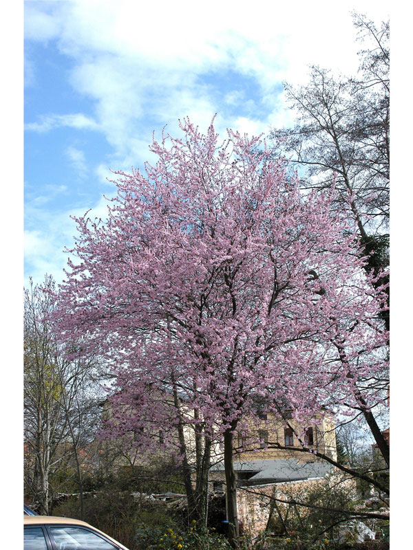Prunus cerasifera 'Nigra', Blutpflaume - Hochstamm - XXL-Produkt Prunus cerasifera 'Nigra', Blutpflaume - Hochstamm - XXL-Produkt